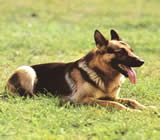 Adestramento de cães em Betim