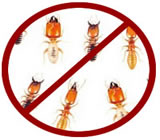 Descupinização em Betim