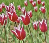 Floricultura em Betim
