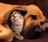 Hotéis para Cães e Gatos em Betim